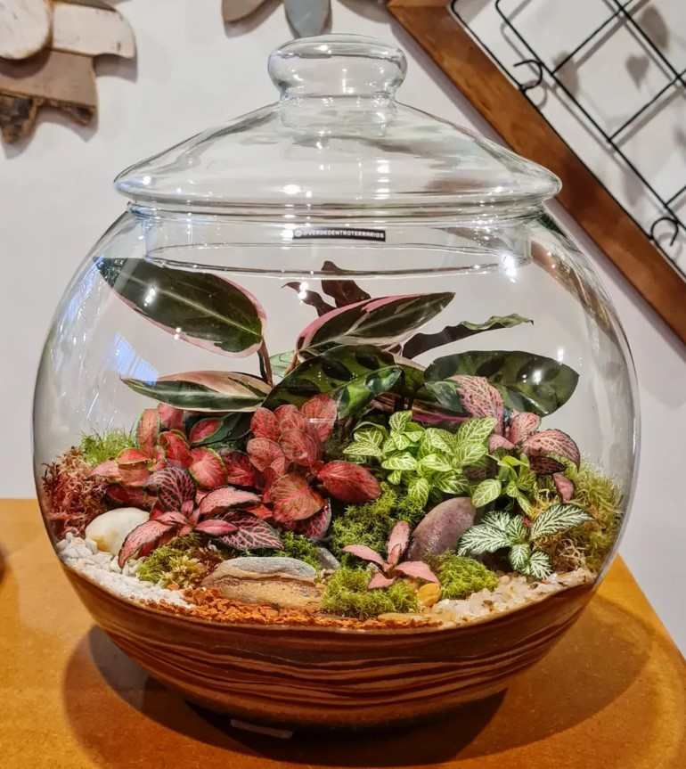 Plantas charmosas para seu Terrarium encantado