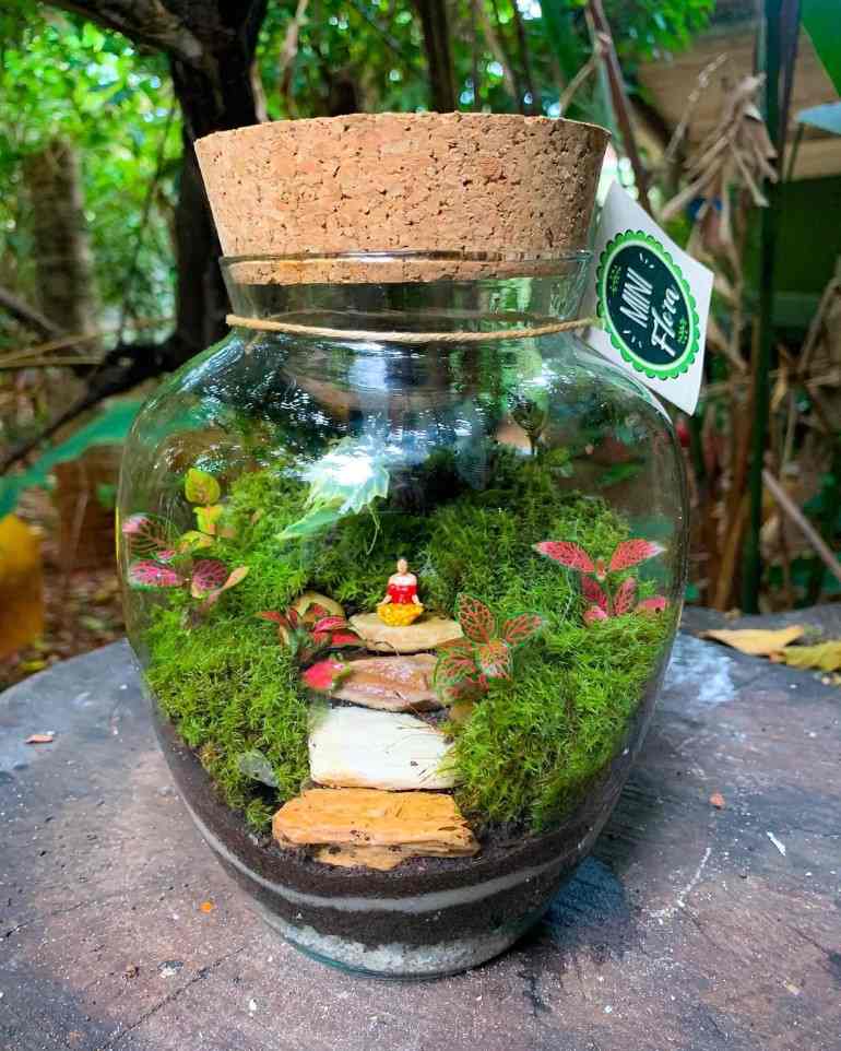 Plantas charmosas para seu Terrarium encantado