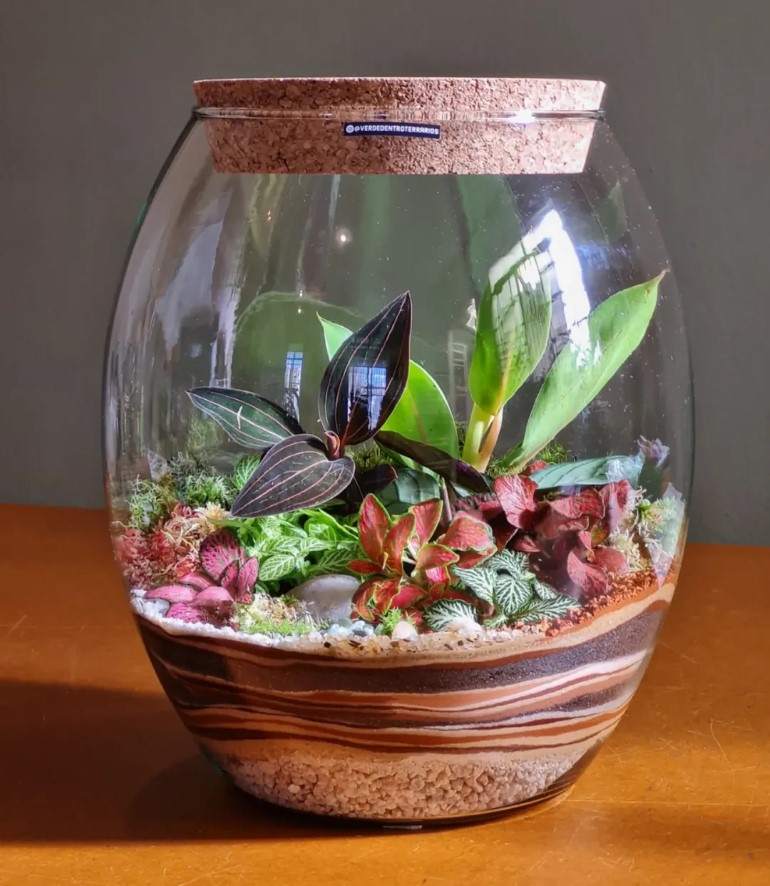 Plantas charmosas para seu Terrarium encantado