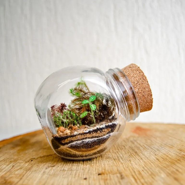 Plantas charmosas para seu Terrarium encantado