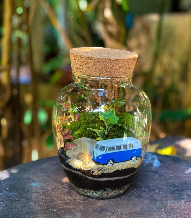 Plantas charmosas para seu Terrarium encantado