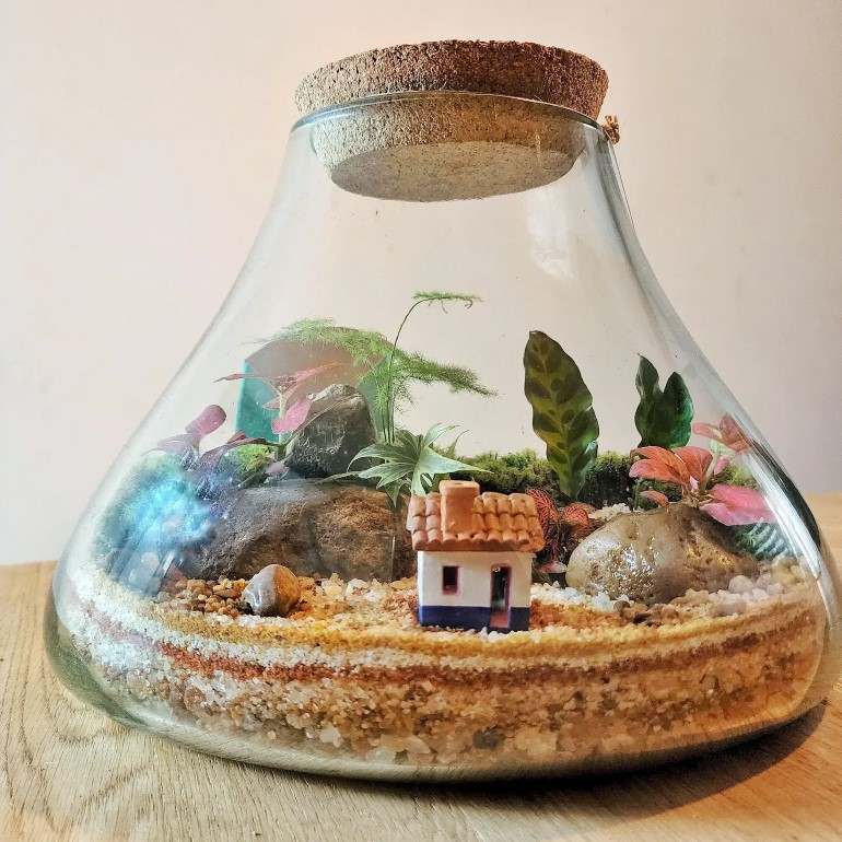 Plantas charmosas para seu Terrarium encantado