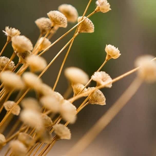 Capim dourado para decoração artesanal: onde encontrar e ideias criativas