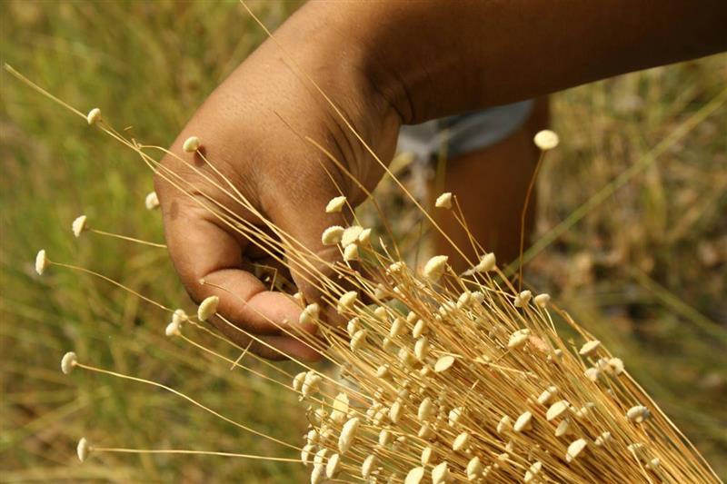 Capim dourado para decoração artesanal: onde encontrar e ideias criativas