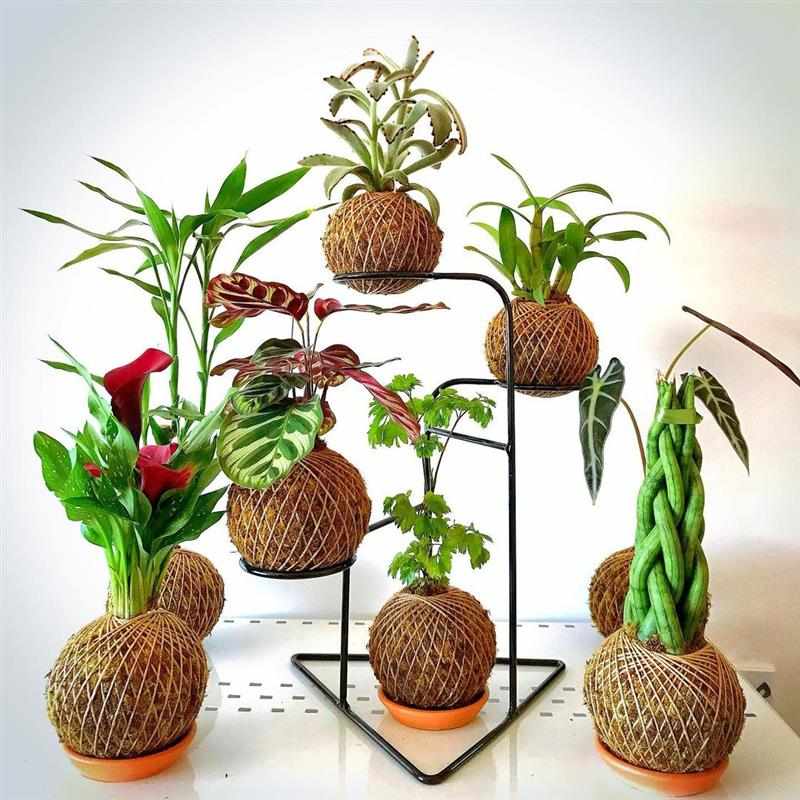 Kokedamas fofos: Aprenda a fazer e cuidar das suas plantinhas penduradas