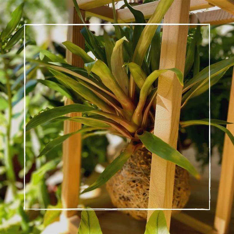 Kokedamas fofos: Aprenda a fazer e cuidar das suas plantinhas penduradas