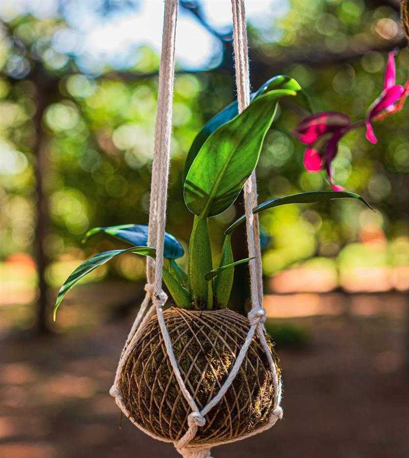 Kokedamas fofos: Aprenda a fazer e cuidar das suas plantinhas penduradas