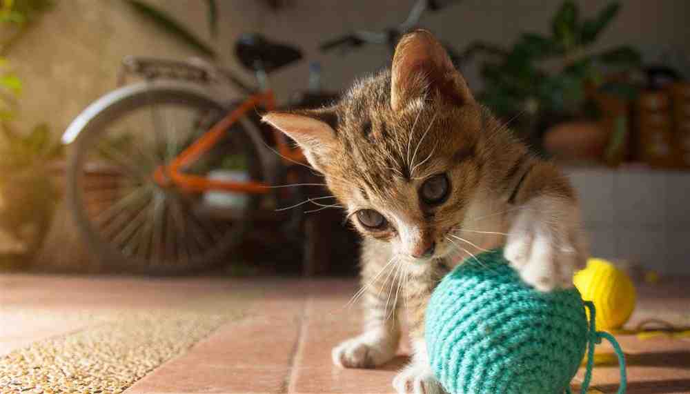 Faça brinquedos artesanais para seu gato com itens caseiros