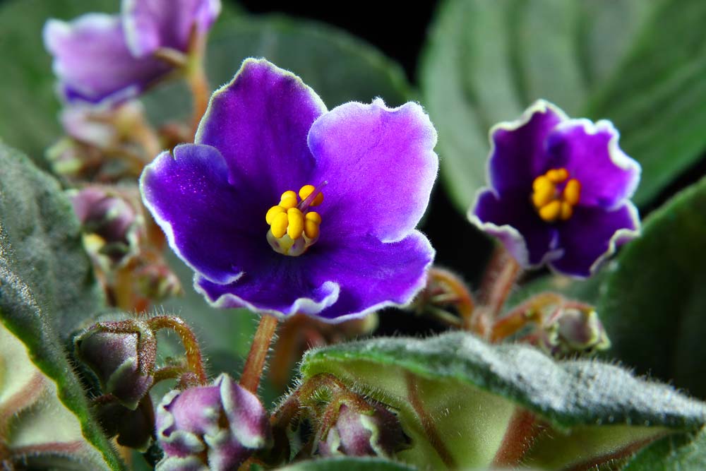 As violetas pedem cuidados especiais