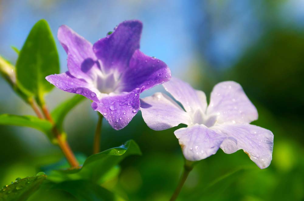 As violetas pedem cuidados especiais