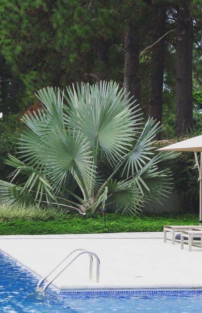 Diversas palmeiras para seu jardim