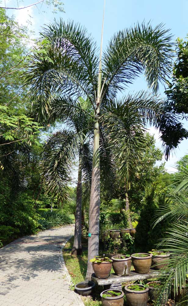 Diversas palmeiras para seu jardim