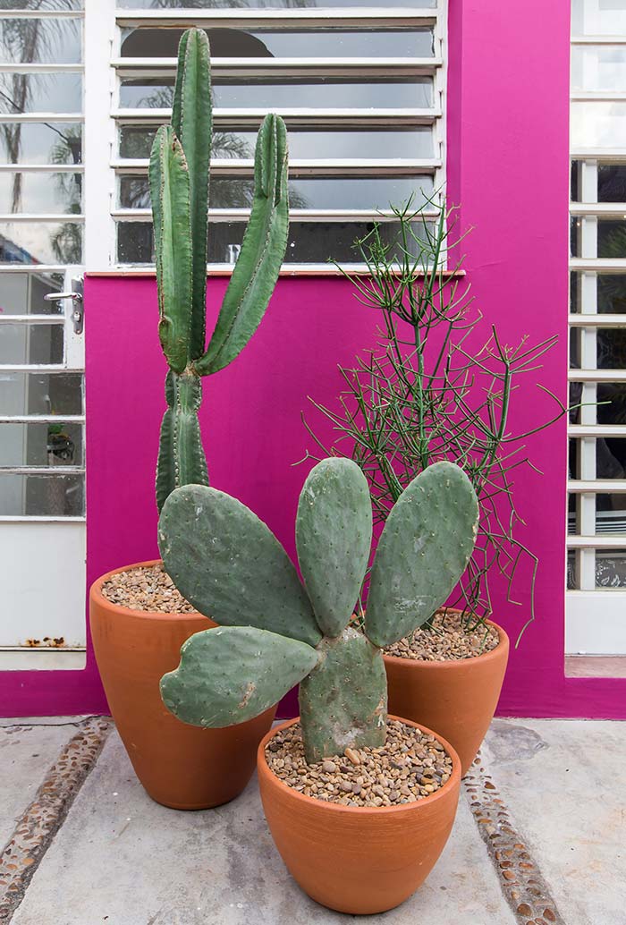 Decore com cactos de forma criativa e original