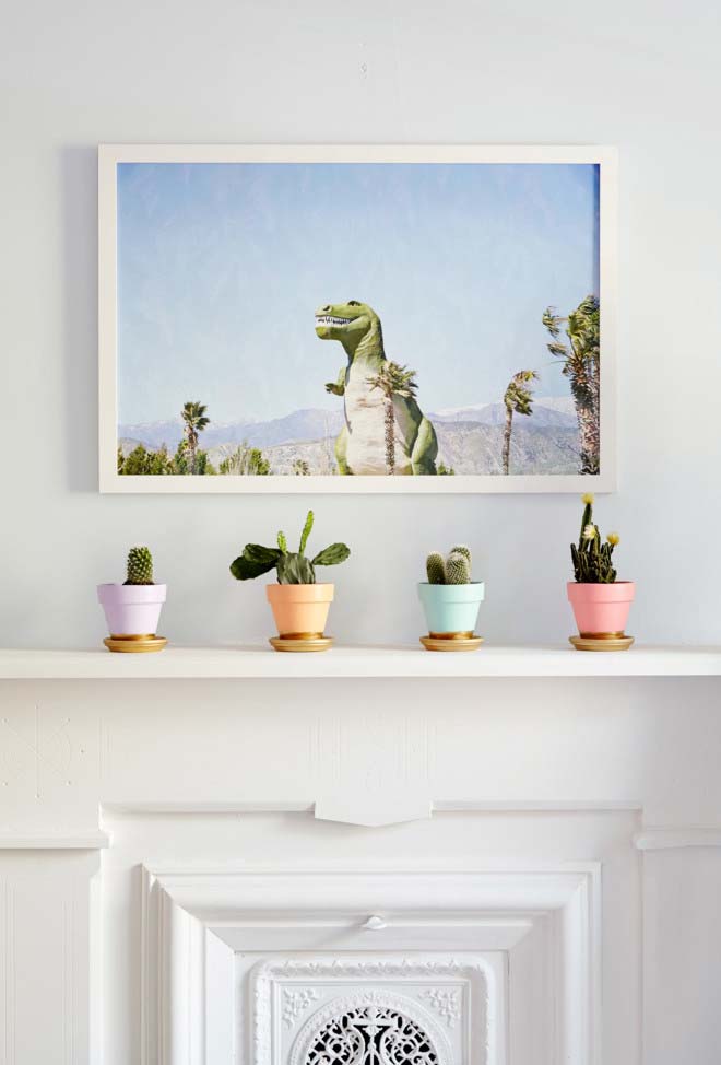 Decore com cactos de forma criativa e original