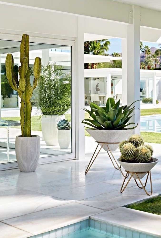 Plantas ornamentais incríveis para decorar sua casa