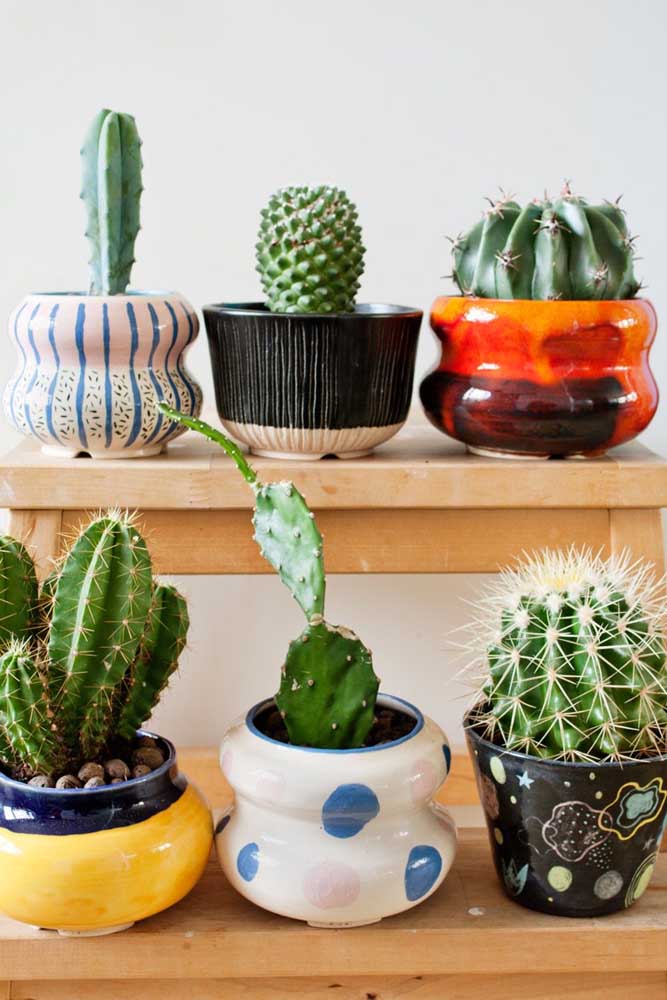 Plantas ornamentais incríveis para decorar sua casa