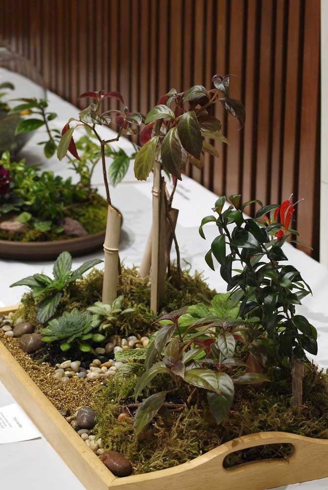 Plantas ornamentais incríveis para decorar sua casa