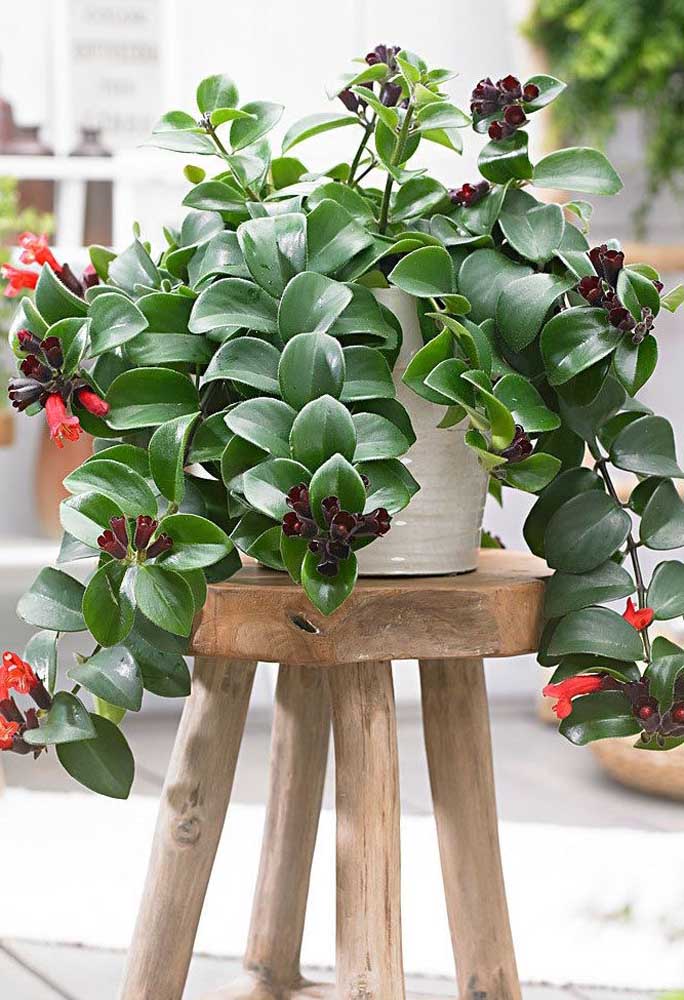 Plantas ornamentais incríveis para decorar sua casa