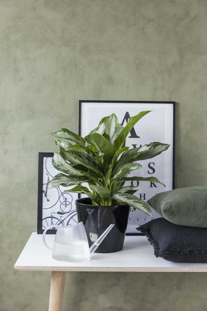 Plantas ornamentais incríveis para decorar sua casa