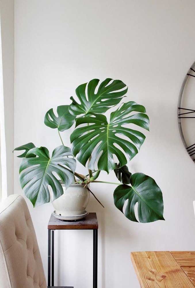 Plantas ornamentais incríveis para decorar sua casa