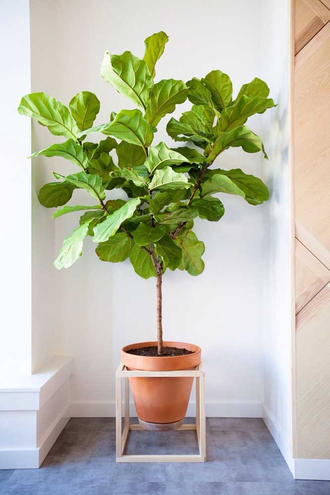 Plantas ornamentais incríveis para decorar sua casa