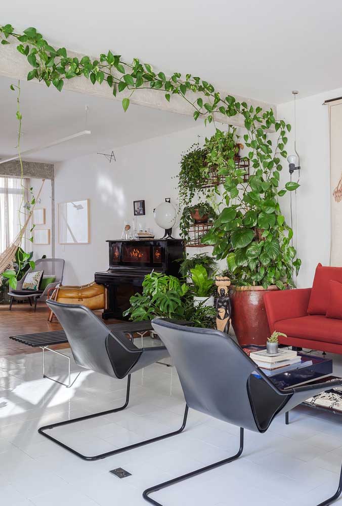 Plantas ornamentais incríveis para decorar sua casa