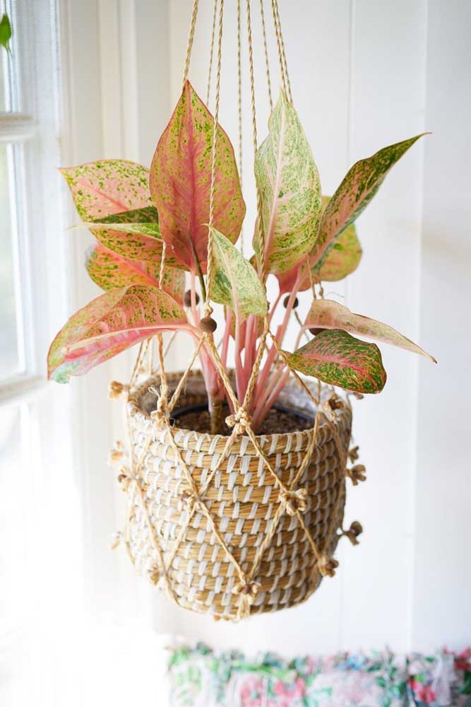 Plantas ornamentais incríveis para decorar sua casa