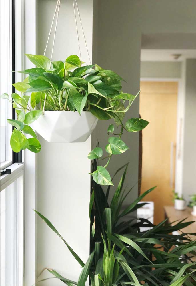 Plantas ornamentais incríveis para decorar sua casa