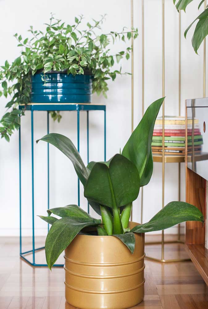 Plantas ornamentais incríveis para decorar sua casa