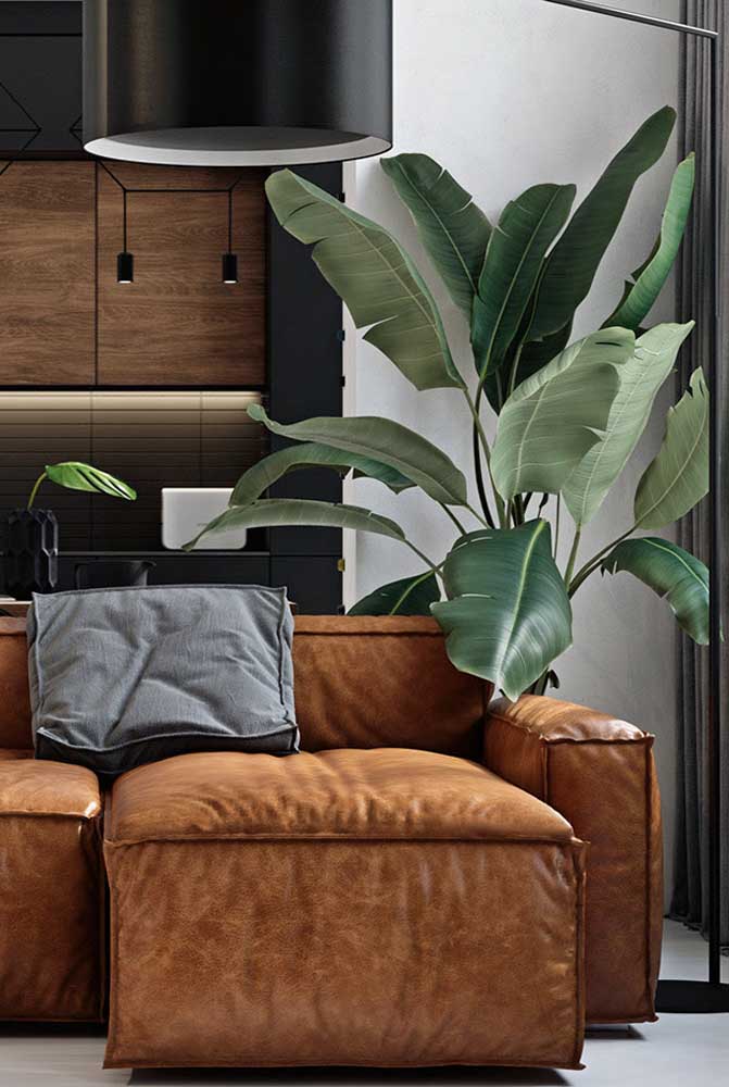 Plantas ornamentais incríveis para decorar sua casa