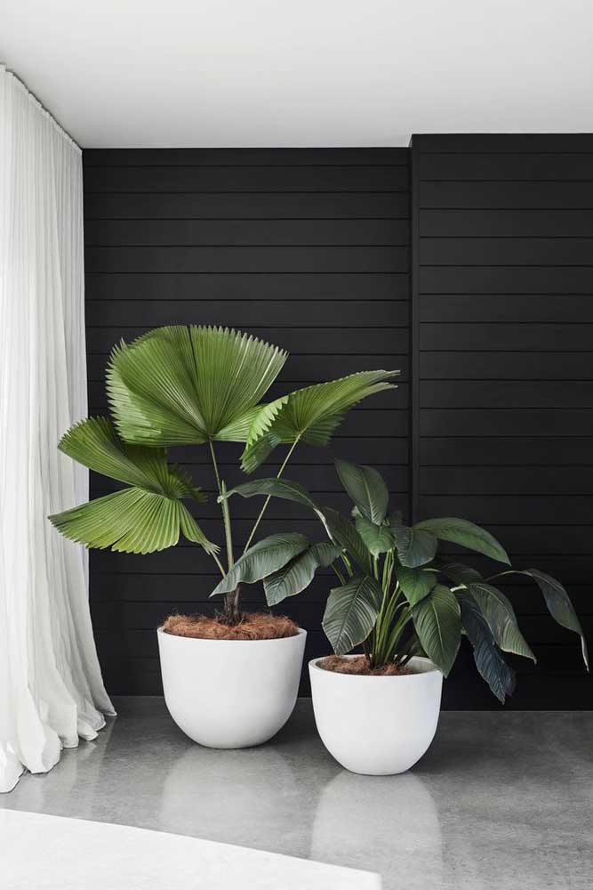 Plantas ornamentais incríveis para decorar sua casa