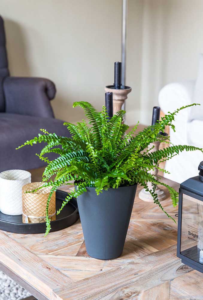 Plantas ornamentais incríveis para decorar sua casa