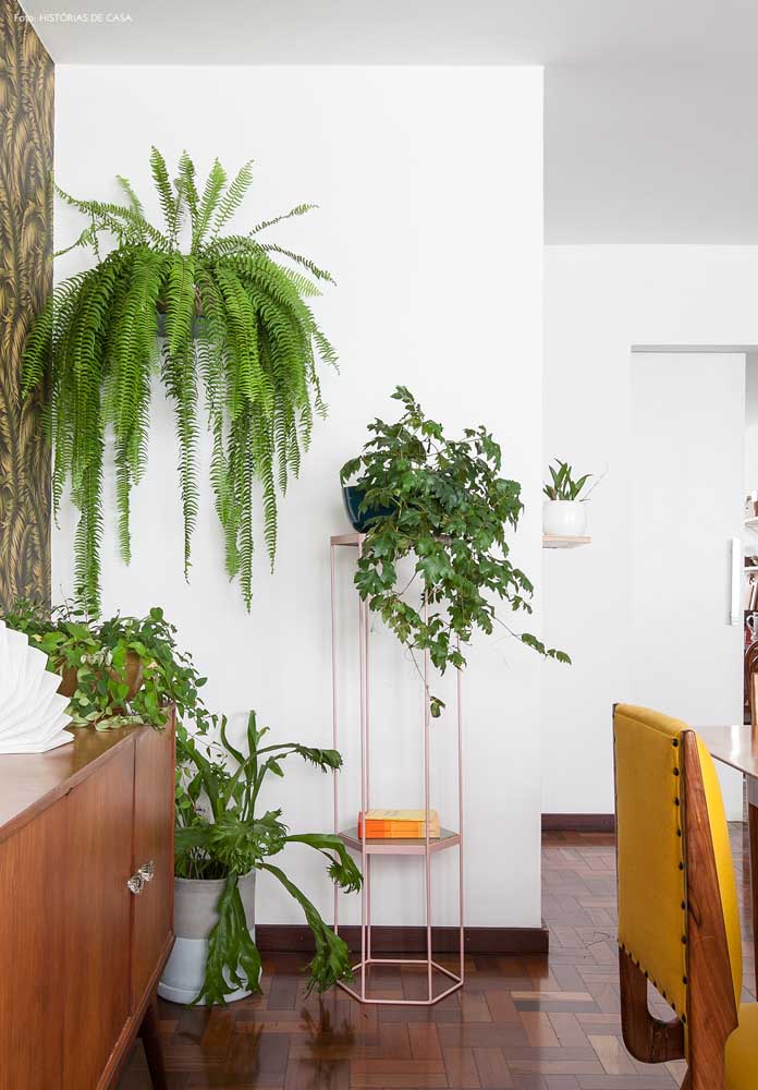 Plantas ornamentais incríveis para decorar sua casa