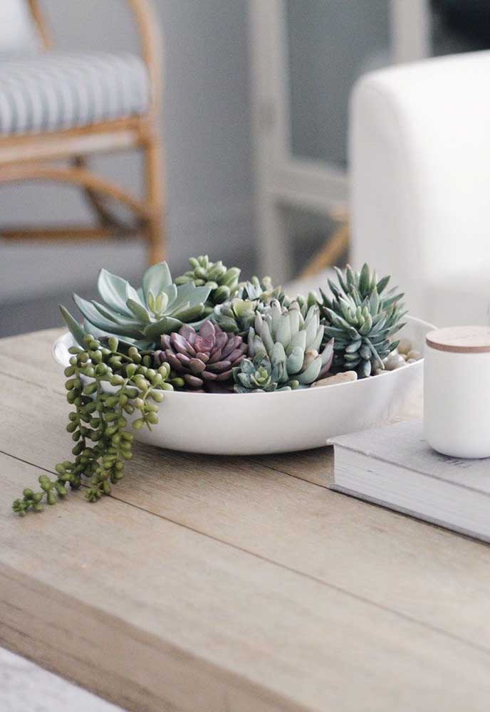 Plantas ornamentais incríveis para decorar sua casa