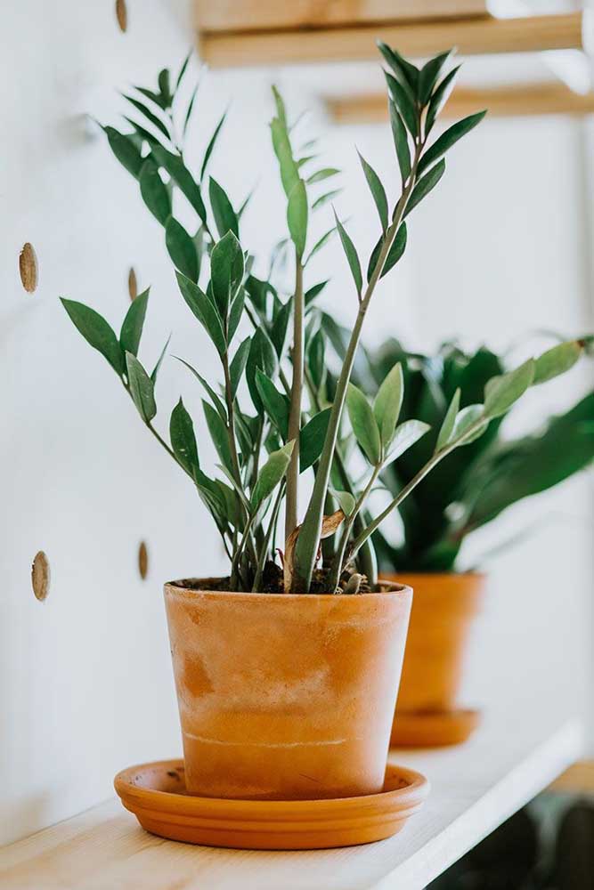 Plantas ornamentais incríveis para decorar sua casa