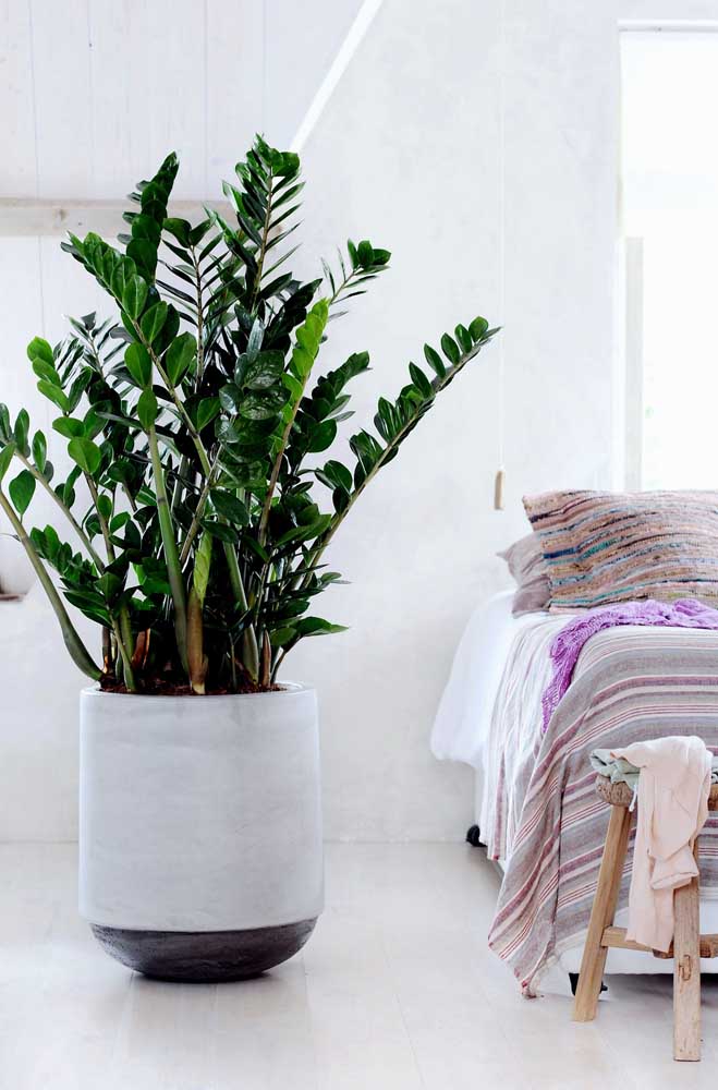 Plantas ornamentais incríveis para decorar sua casa