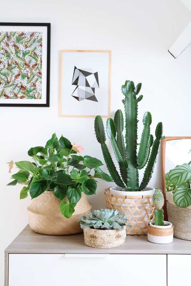 Plantas ornamentais incríveis para decorar sua casa