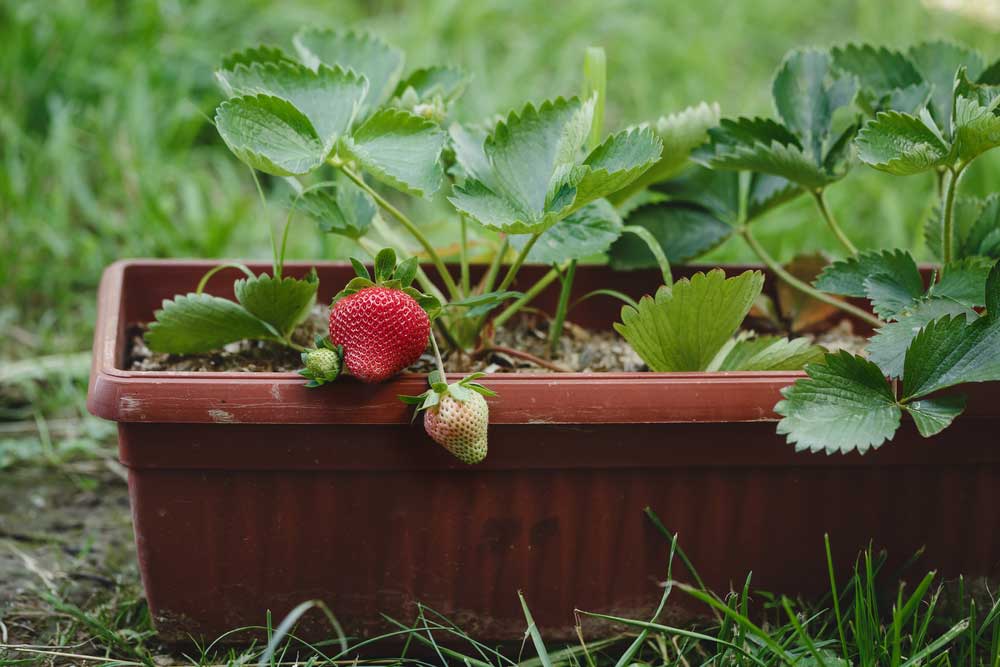 Morangos caseiros: cultive seus próprios frutos vermelhos doces com esta técnica fácil