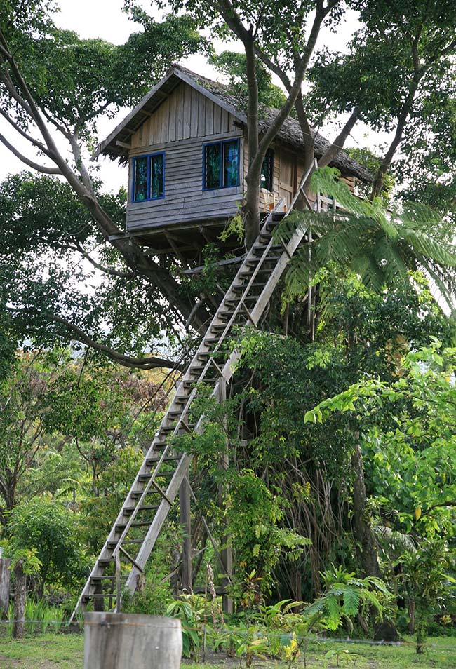 Casas na árvore: 50 ideias criativas para construir seu refúgio secreto