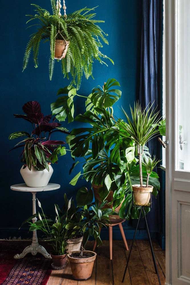 Cultive e decore seu jardim com costela-de-adão