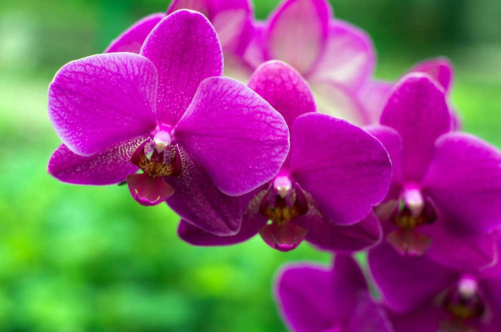 Cultive Orquídeas Lindas com Dicas Práticas e Fáceis