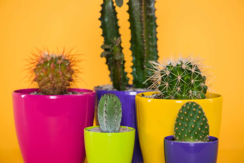 Cuidados com cactos em casa: tudo sobre como cultivar e conservar essas plantas encantadoras