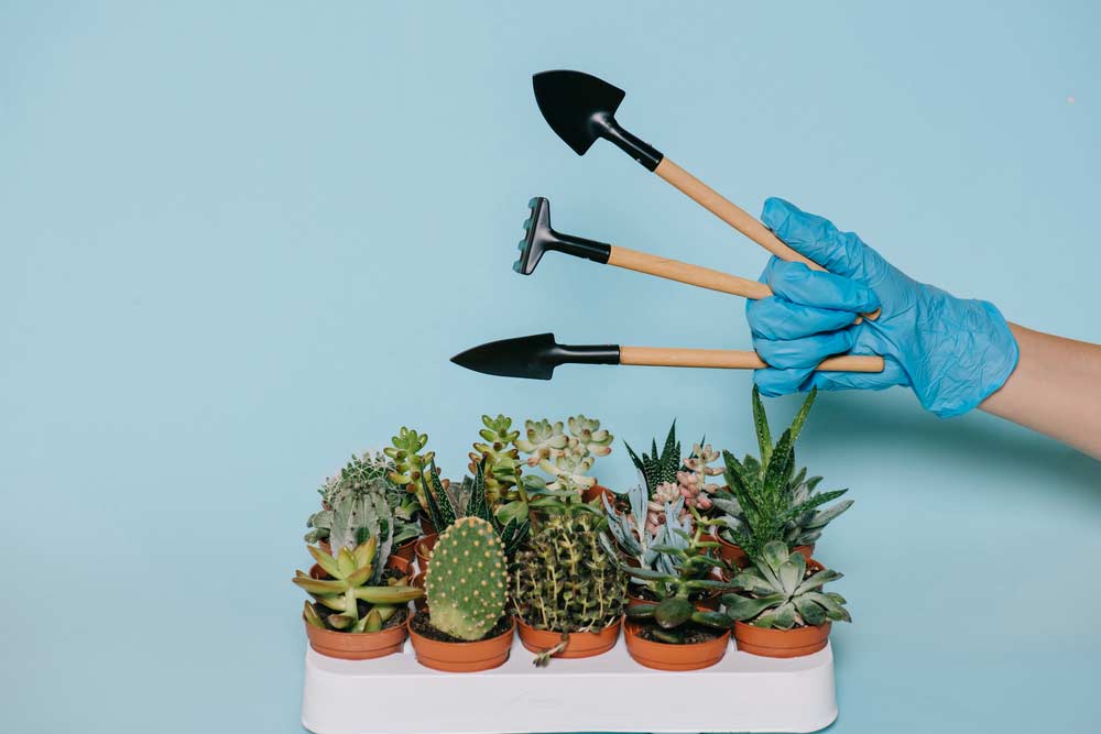 Cuidados com cactos em casa: tudo sobre como cultivar e conservar essas plantas encantadoras