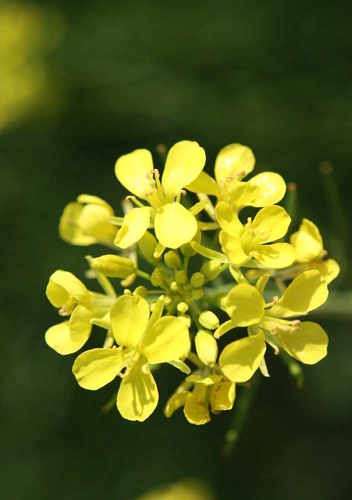 Dicas criativas para decorar com flores silvestres