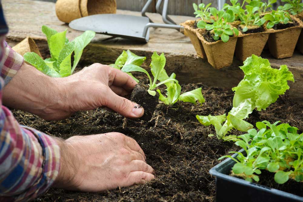 Dicas para cultivar alface em casa com sucesso