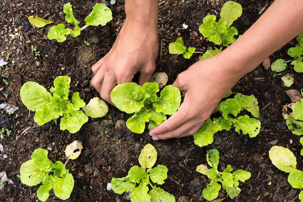 Dicas para cultivar alface em casa com sucesso