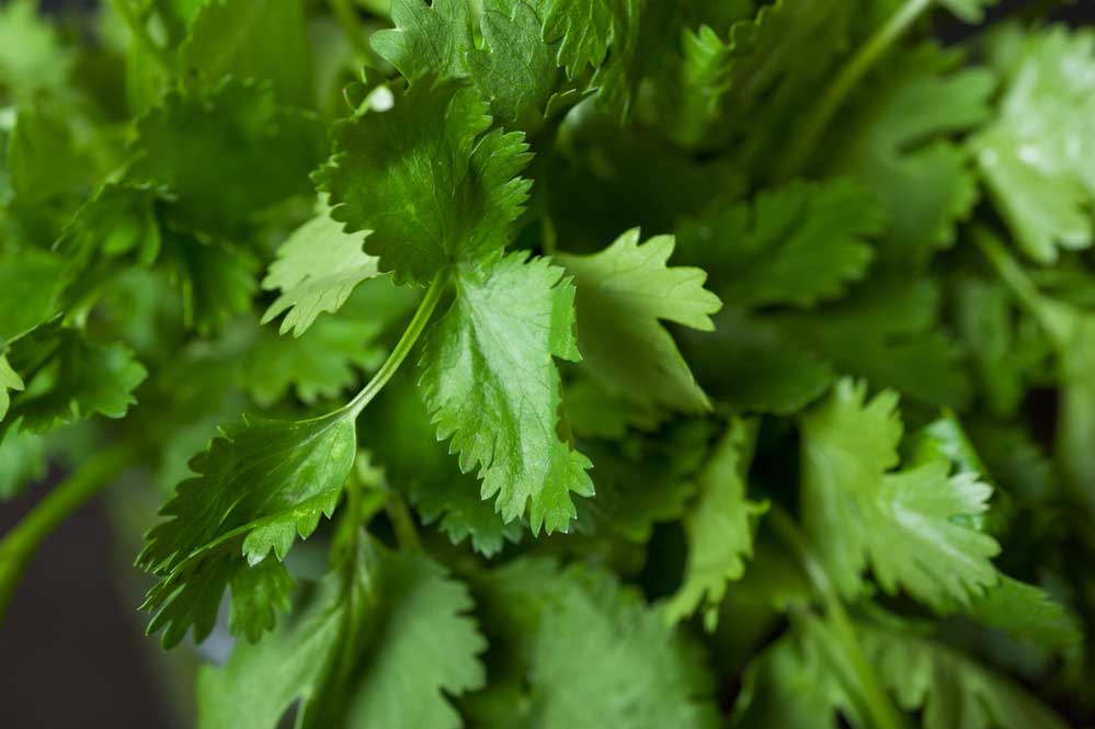 Cultive seu tempero verde em casa