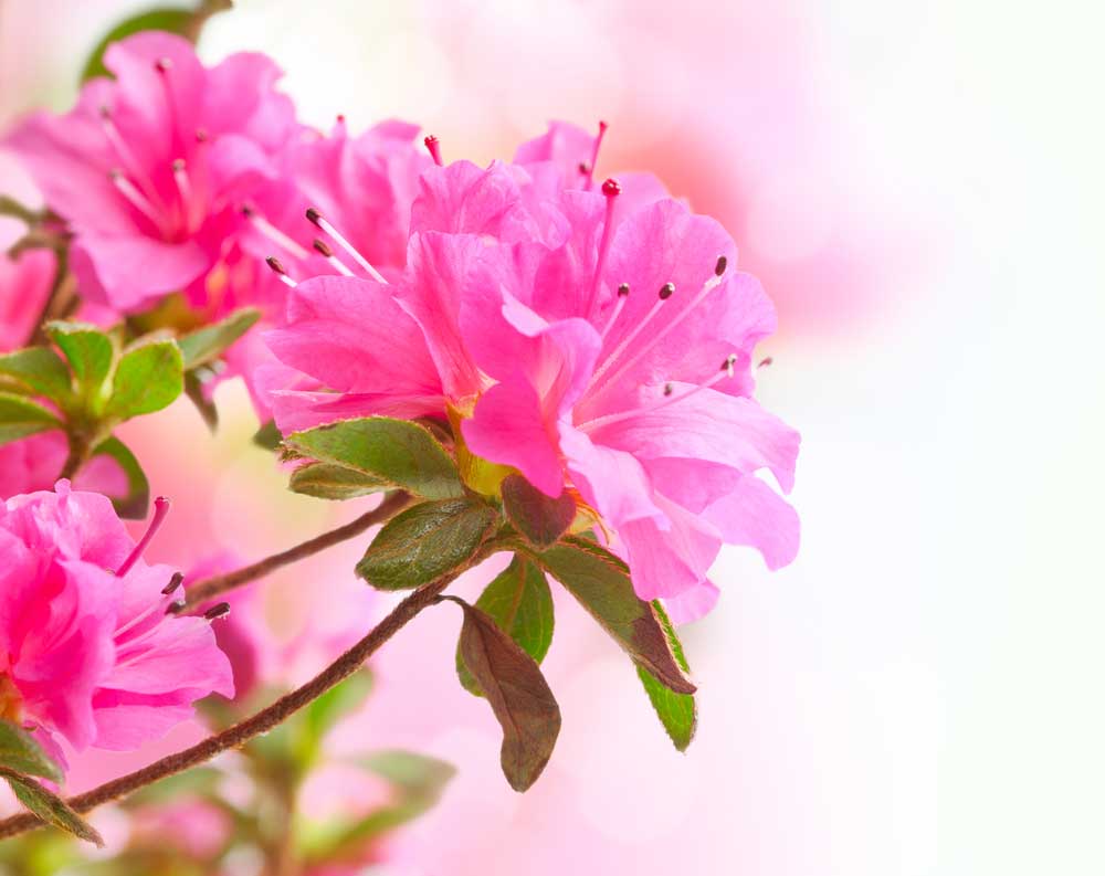 Azaleias coloridas: cuidados simples para manter suas flores viçosas