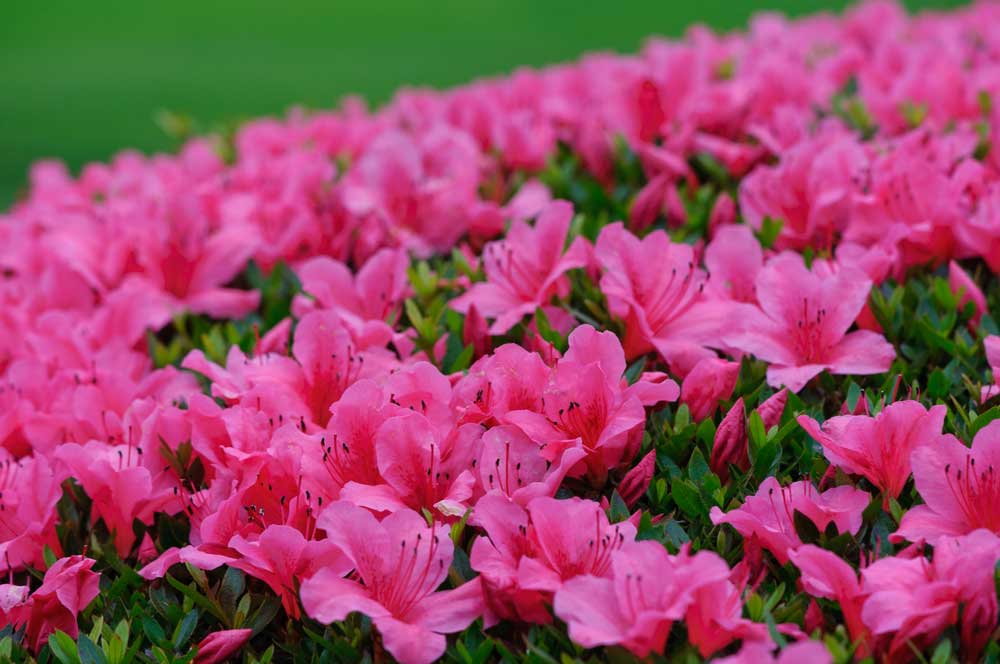 Azaleias coloridas: cuidados simples para manter suas flores viçosas