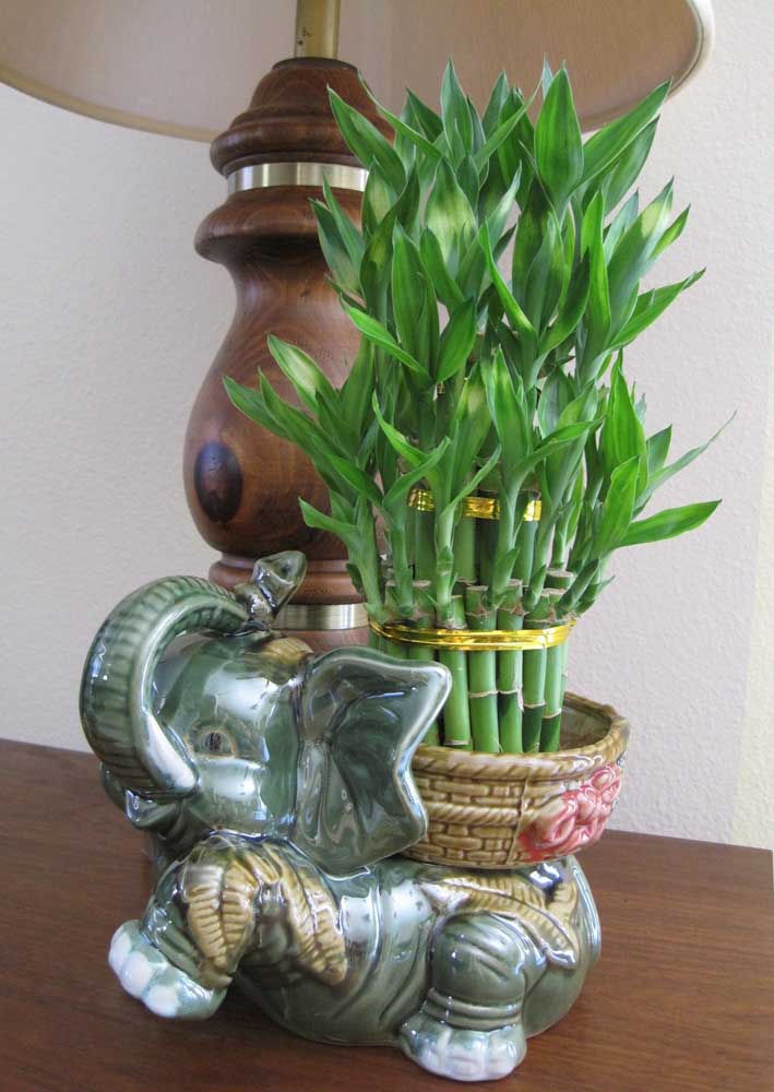 Cuidados e decoração criativa com bambu da sorte